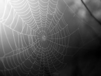 what a tangled web we weave