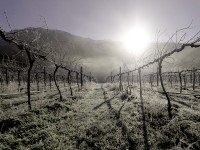 Photography by Rory Carter